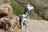 DALMATIEN 136